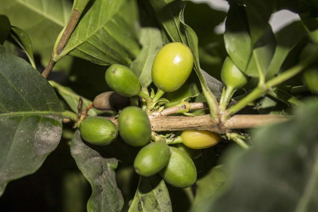 Kona coffee cherries