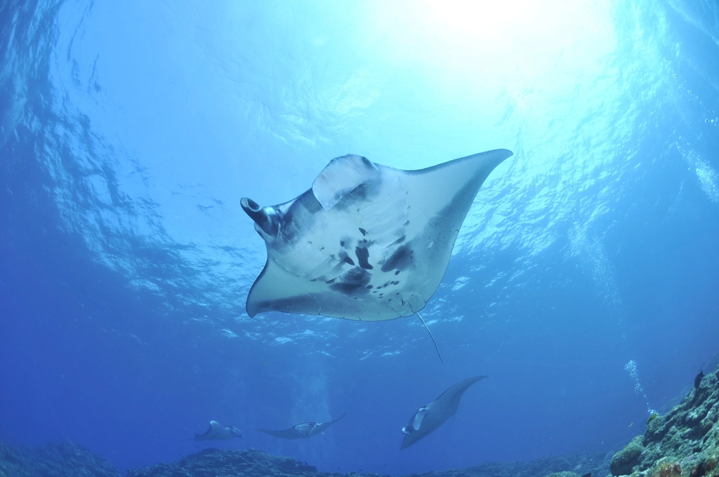 manta ray