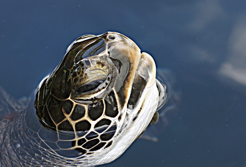 green sea turtle